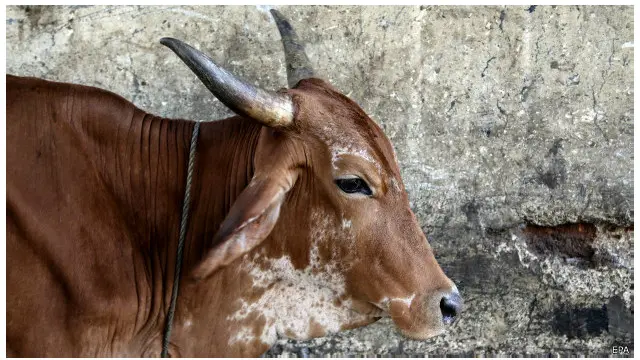 गाय भारत में इन दिनों बड़ी राजनीतिक बहस के केंद्र में है