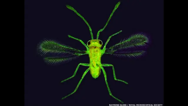 'Fairy Fly' de Raymond Sloss