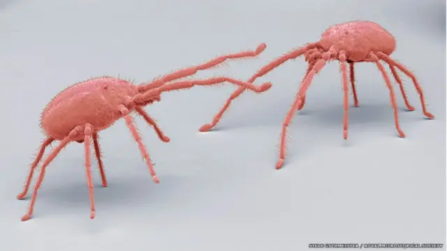 "Mighty Mites" ("Ácaros poderosos"). Microscopía electrónica de barrido (SEM) de ácaros depredadores.