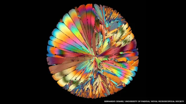 "Gota de Azúcar" por Bernardo Cesare / Universidad de Padova