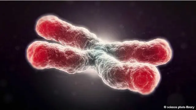 Теломери – своєрідні ковпачки на кінцях хромосом – встановлюють жорсткий ліміт на кількість відновлень клітин