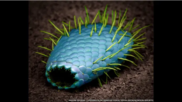 "Euglypha strigosa", de Maxence Delaine, Universidad de Franche-Comté