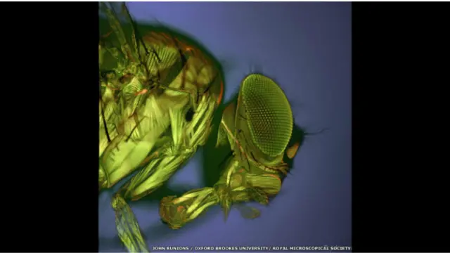 "Cabeza de Drosophila", de John Runions, Oxford Brookes University.