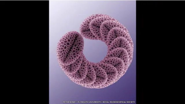 "Polen de Forysthia", por Peter Bond, Plymouth University