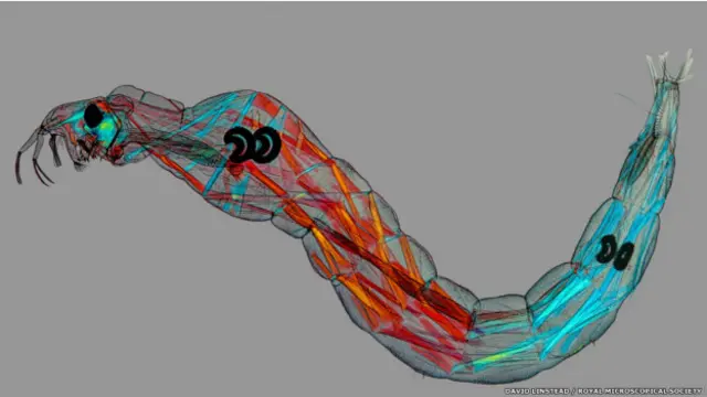 Una larva de jején fantasma, por David Linstead.