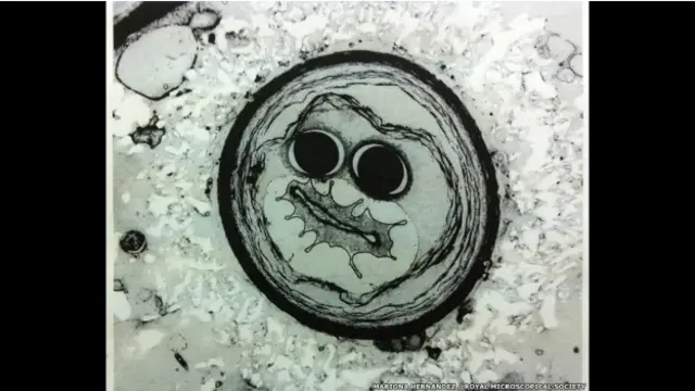 "Cinobacteria Feliz", de Mariona Hernández