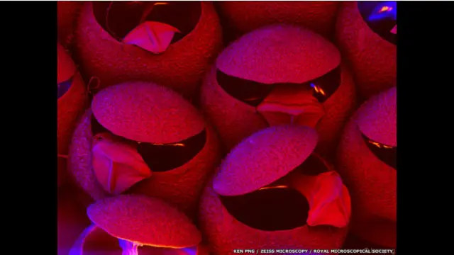 Huevos de insecto incubados, de Ken Png, ZEISS Microscopy.