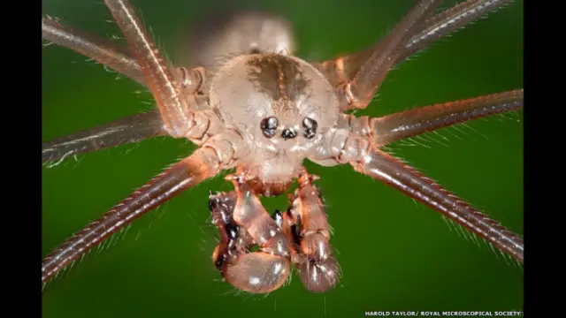"Pholcus phalangioides" (araña de patas largas) de Harold Taylor