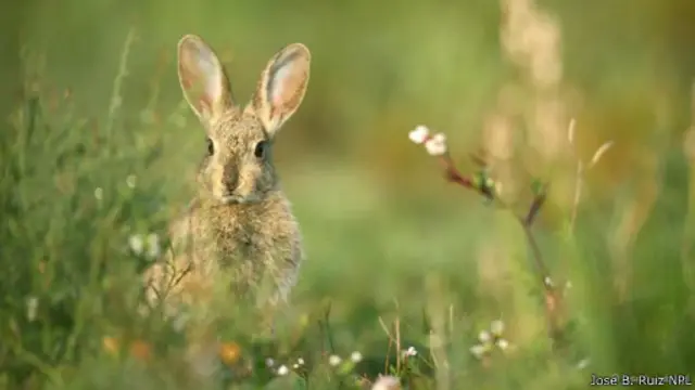 تشكل إسبانيا الموطن الأصلي للأرانب المنتمية لنوع "الأرنب الأوروبي" واسمه العلمي (أوريكتولاغوس تشينكولوس)