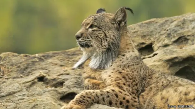 يعتمد حيوان الوشق الأيبيري (لينكس باردينس) على الأرانب في إشباع نهمه للطعام