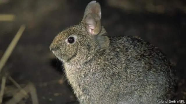 أحد الأرانب من نوع "الأرنب البركان" الذي يُعرف علميا باسم (روميرولاغس ديازي)