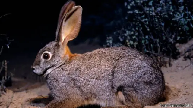 أحد الأرانب المنتمية لنوع "الأرنب النهري" والذي يُعرف علميا باسم (بونولاغوس مونتيكولاريس)