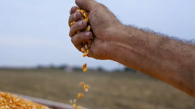 پاکستان کو ایک زرعی ملک کہا جاتا ہے اور اس کی معیشت کا دار و مدار زراعت پر ہے