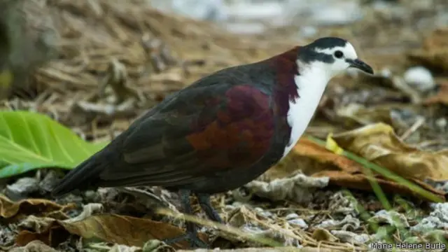 أحد ذكور طائر "الحمام البري البولينيزي" الذي يواجه خطر الانقراض