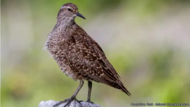 أحد طيور "الطيطوي" أو "زمار الرمل" الموجود في أرخبيل تواموتو والمعروف محليا باسم "تيتي"، وهو الطائر الوحيد المتبقي من مجموعة طيور "بروسوبونيني"