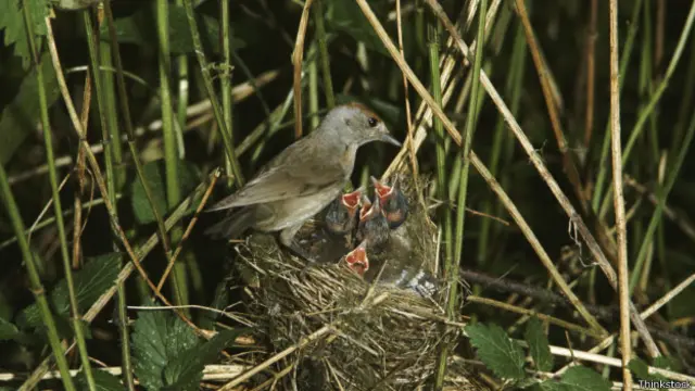 Invasi tikus menyebabkan burung-burung yang bersarang di pulau musnah.