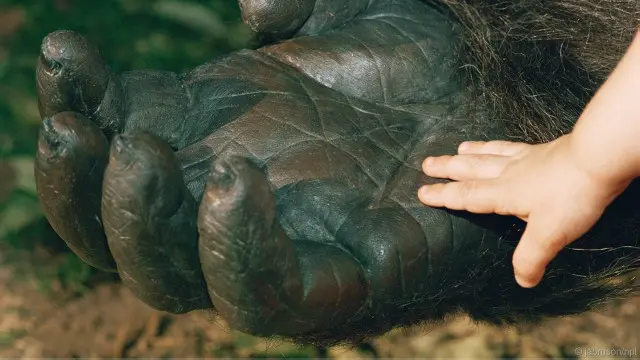 Tidak banyak perbedaan antara gorila dan manusia.