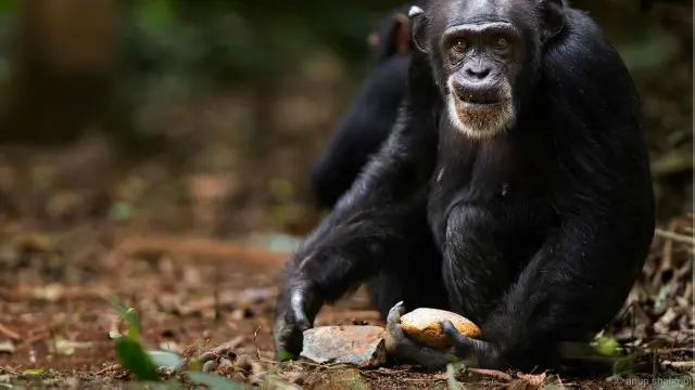 Penggunaan alat pernah dianggap sebagai kemampuan yang hanya dimiliki manusia