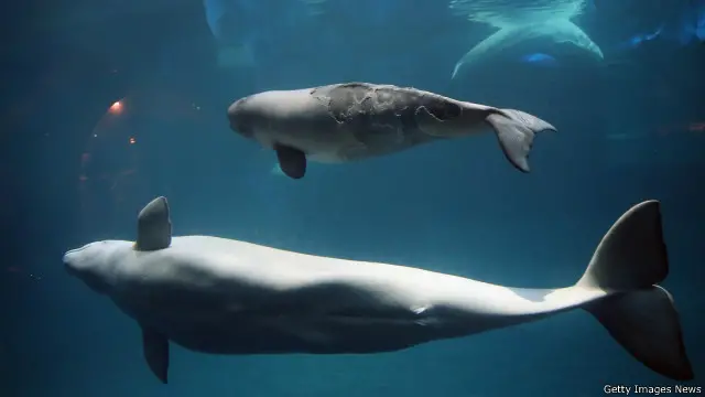 Paus Beluga