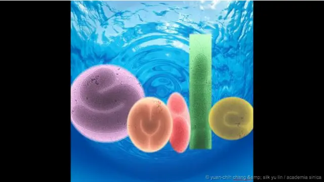 ‘Kontak’ - Bateri laut, Simiduia agarivorans SA1T, mencoba untuk ‘berkomunikasi’ dengan para ilmuwan di Taiwan.