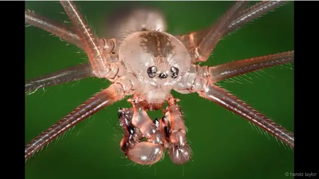 'Daddy Long Legs' - Ini adalah foto super detail dari laba-laba berkaki panjang atau dikenal dengan 'daddy long-legs' (Pholcus phalangioides). Dia sering juga disebut sebagai ‘laba-laba tengkorak’ karena bentuk kepalanya itu. 