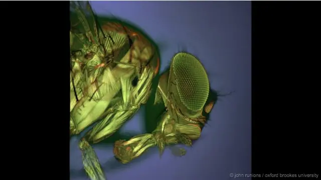 'Kepala Drosophila' - Kepala lalat Drosophila, yang terkenal juga dengan julukan lalat buah. 