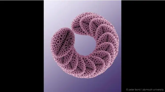 'Serbuk sari Forsythia' - Gambar serbuk sari Forsythia dari pemindai SEM yang disusun dan ditingkatkan warnanya. 