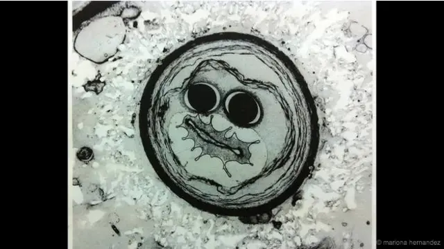 'Cyanobacteria yang gembira' - Citra mikroskopis cyanobacteria ditemukan pada sampel biofilm dari pemakaman bawah tanah St Domitila di Roma, Italia. 