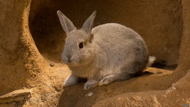 El período de gestación en las hembras dura menos de 30 días. 