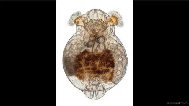 'Rotifer' - Gambar luar biasa dari zooplankton bernama rotifer, yang juga dikenal dengan sebutan binatang beroda. 