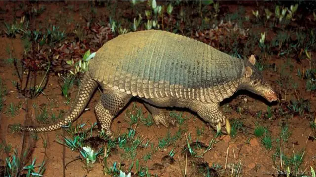 Armadillo raksasa (Priodontes maximus).