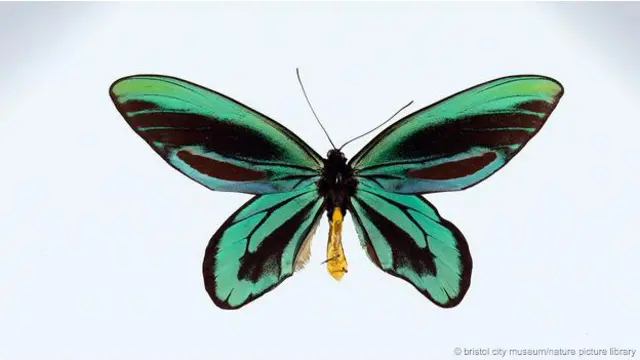 Queen Alexandra's birdwing jantan.