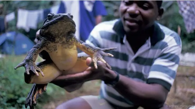 Kodok raksasa dengan manusia sebagai perbandingan.