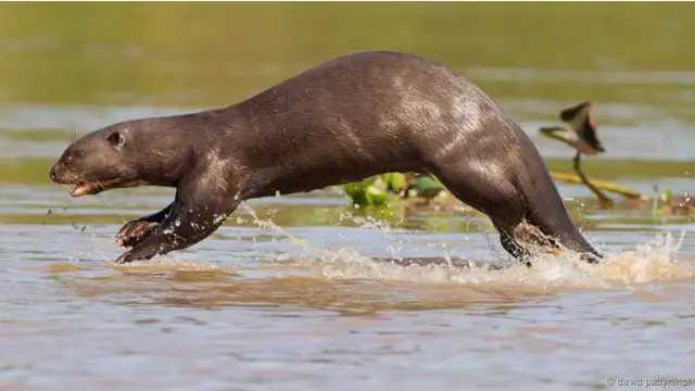 Seekor berang-berang raksasa (Pteronura brasiliensis).