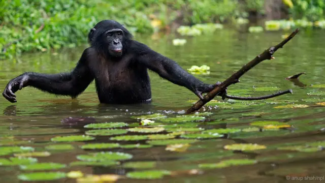 Seekor bonobo menggunakan alat untuk memperoleh makanan yang terlalu dalam untuk diraih.