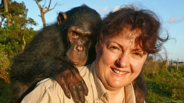 Fotografer Sue Flood menggendong seekor simpanse.