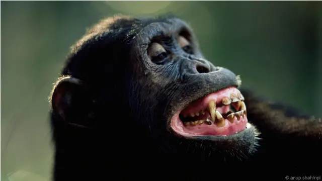 Simpanse memiliki berbagai ekspresi wajah.