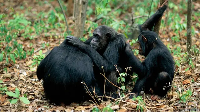 Simpanse bekerja bersama dalam berbagai hal, seperti sama-sama membersihkan diri.