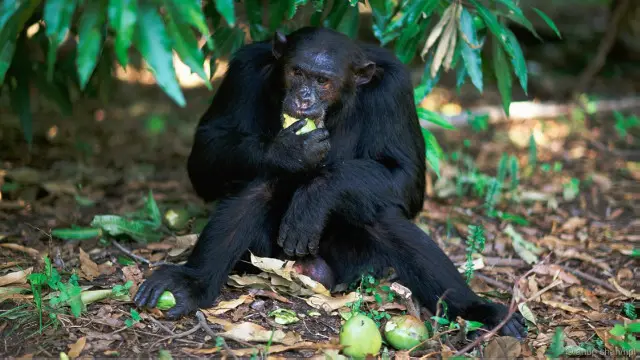 Simpanse harus memelihara tempatnya dalam hirarki.