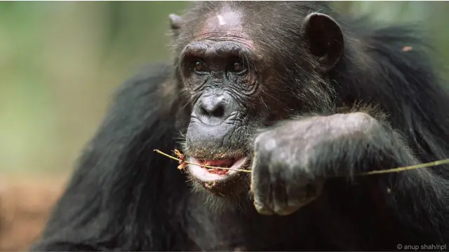 Simpanse menggunakan ranting untuk memancing rayap yang lezat keluar dari sarangnya.