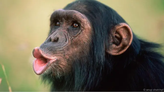 Simpanse berkomunikasi dengan beberapa cara, seperti berteriak-teriak.