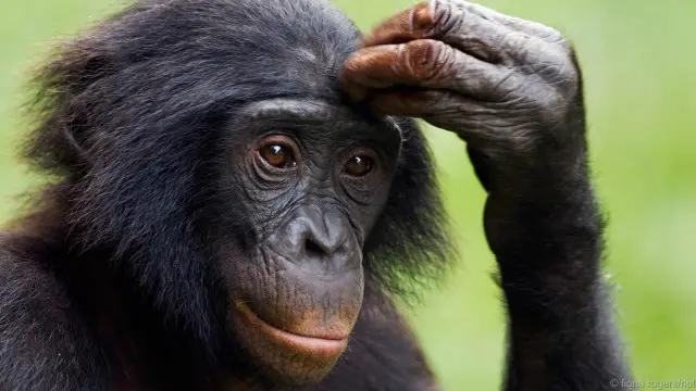 Seekor bonobo dewasa (Pan paniscus).