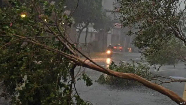 توپان ځینې ونې هم له جرړو رایستلې دي