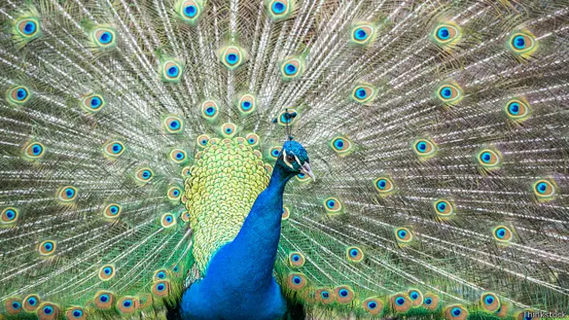 Павич ніби каже: "Я настільки сильний, що можу вижити навіть з таким непотрібним обтяженням"