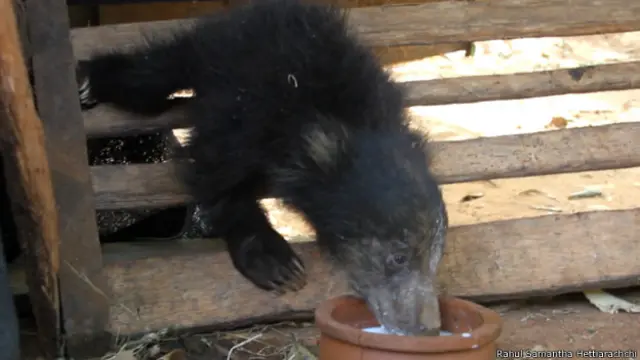 නිදහස් කිරීමට සූදානම් වලසකුට දැමීම සඳහා 600000.00 පමණ වටිනා GPS කොළරයක් පරිත්‍යාග ලෙස ලැබී තිබේ