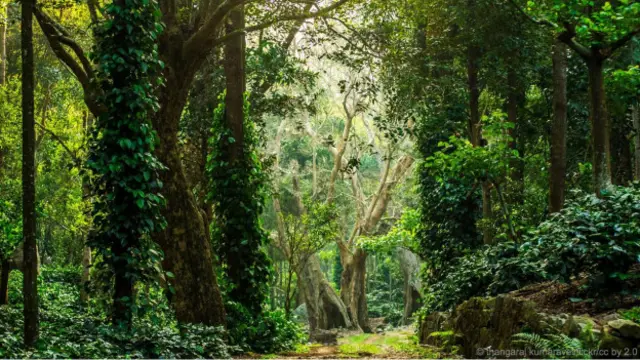 Jalan melewati hutan Tamil Nadu (Kredit: Thangaraj Kumaravel/Flickr/CC BY 2.0)