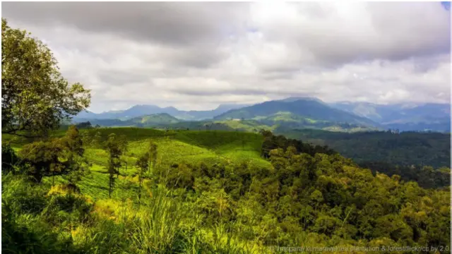 Perkebunan teh di hutan Tamil Nadu (Kredit: Thangaraj Kumaravel/Tea Plantation & Forest/Flickr/CC BY 2.0)