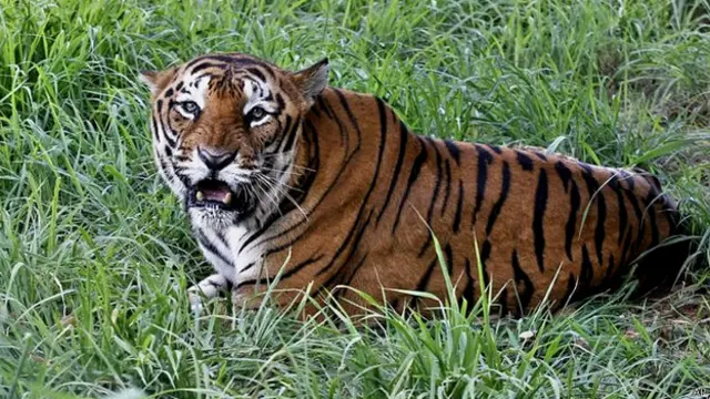 बांग्लादेश में बंगाल टाइगरों की संख्या घट गई है.