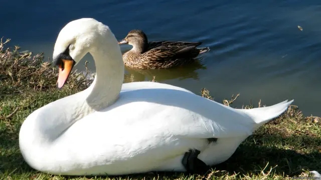 Эмануиль Каплинский, Канада
