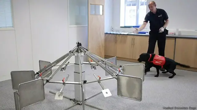 Perro de Medical Detection Dogs durante un ejercicio de entrenamiento